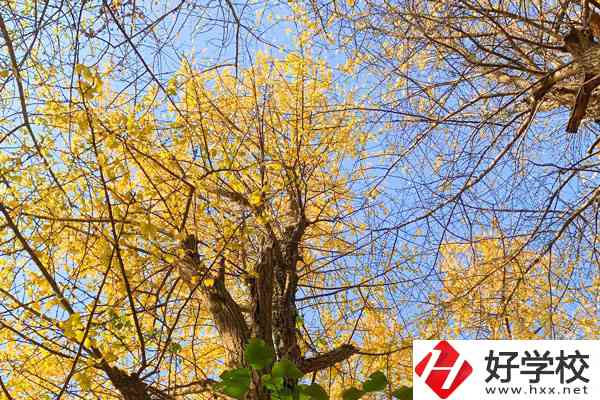衡陽(yáng)市瀟湘衛(wèi)生中等專業(yè)學(xué)校的專業(yè)就業(yè)方向如何？
