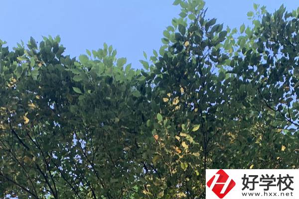 邵陽職業(yè)技術(shù)學(xué)校就業(yè)好不好？值得報(bào)考嗎？