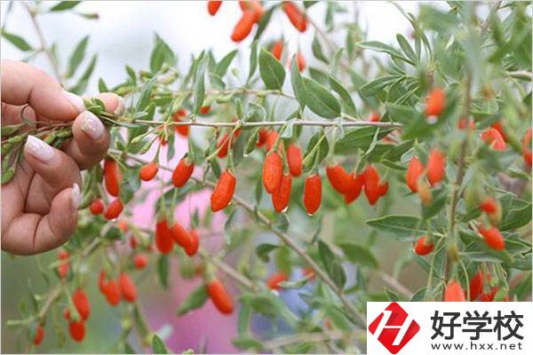 在湘西學中草藥栽培怎么樣？開設(shè)此專業(yè)的學校有哪些？