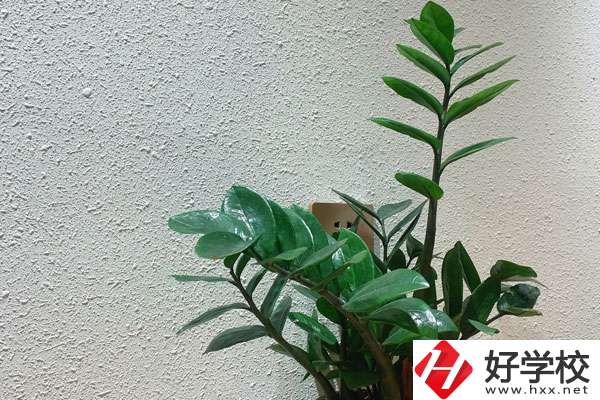 安鄉(xiāng)縣職業(yè)中專學(xué)校有哪些專業(yè)?如何收費？