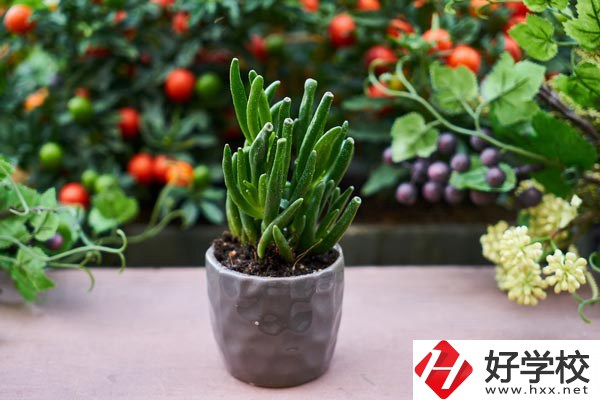 長沙市醫(yī)藥中專學(xué)校有哪些熱門專業(yè)？