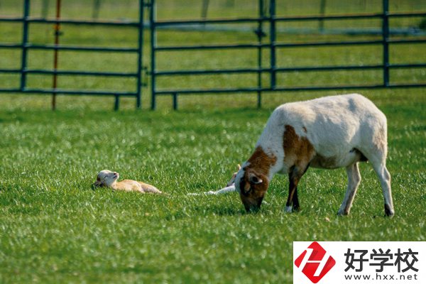 張家界旅游學(xué)校的優(yōu)勢在哪里？