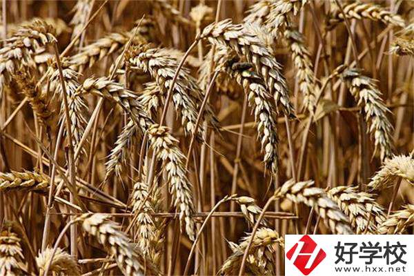 岳陽最好的中專是哪一所？學(xué)校推薦學(xué)習(xí)哪些專業(yè)？