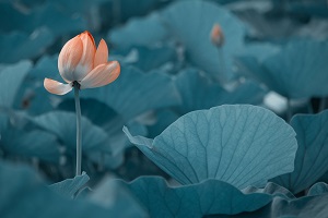 很多考生在結束了高考之后，由于成績不理想，未能如愿進入理想的大學