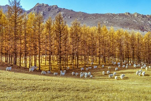 湖北專升本考試多少分能過(guò)？考不及格是不是就沒戲了？